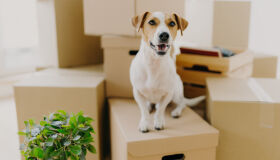 Vai se mudar? Saiba como tornar a mudança menos estressante para seus pets