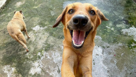 Abrigo Cantinho da Filó realiza evento de adoção de cães e gatos em Boa Viagem 