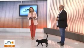 Gato adotado por emissora aparece durante telejornal em Santa Catarina