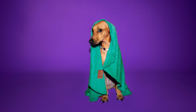 Orgulho nerd para tutores: Thor é o nome de referência nerd mais usado em pets