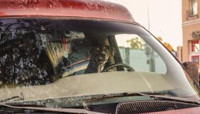 Motorista põe cachorro no volante para se livrar de penalidade por dirigir embriagado 