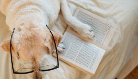 Cérebro de cachorros tem aumentado de volume com o passar do anos, aponta pesquisa