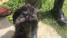 Homem é preso por cometer uma série de maus-tratos contra poodle em Jaboatão dos Guararapes