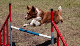 Agilidade de cães é testada em percursos com obstáculos neste final de semana, no Kennel Club de Pernambuco