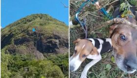 Cachorros fogem e são encontrados após três dias a 300 metros de altura 