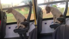 Cachorro flagrado "pegando carona" em ônibus estava sendo procurado por seus tutores; veja o vídeo