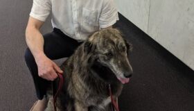 Cadela concorre com outros 102 candidatos à prefeitura de Toronto, no Canadá