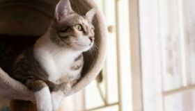 Quatro dicas para aumentar a qualidade de vida e bem-estar dos felinos