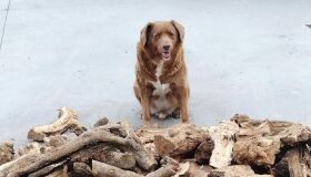 Cachorro mais velho do mundo completa 31 anos 