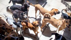 Ferreira Costa sedia evento de adoção de pets do Abrigo Seu Alberto neste sábado (27)