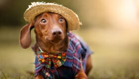 Arraiau Pet foi adiado para este sábado (28) devido às chuvas