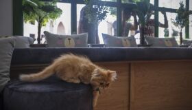 "Gato Café" oferece respiro aos habitantes de Gaza