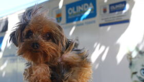 Olinda leva castramóvel para dois bairros da cidade nesta semana; confira programação