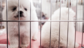 São Paulo aprova lei que proíbe venda de animais em pet shops