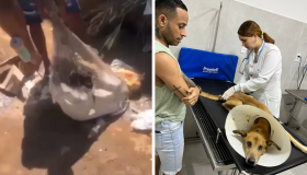 Cachorro resgatado de saco no lixo precisa de doações para continuar em tratamento 