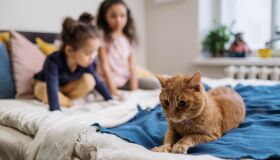 Gatos vira-latas são maioria esmagadora em Pernambuco