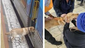 Cachorro pega metrô e viaja 33 km enquanto seus tutores o procuravam