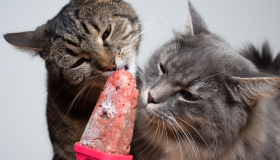 Sorvete de sachê: saiba como amenizar os efeitos da onda de calor para seu pet