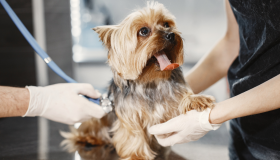 Coração: saiba quais as principais cardiopatias desenvolvidas por pets 