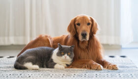 Confira dicas para manter seu pet saudável