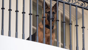 Após atacar diversos trabalhadores da Casa Branca, cão do presidente Biden deixa o local