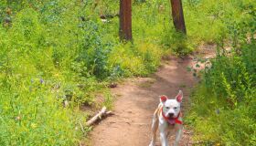 Reserva do Paiva, no Cabo de Santo Agostinho, ganha trilha para cães