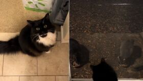 Viral: Gatinho solidário chama amigos em situação de rua para dividir o jantar