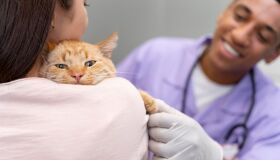 Conselho Federal questiona EAD ainda permitido para graduação em medicina veterinária