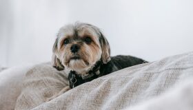 O que é considerado frio para seu pet? Saiba como perceber o momento de agasalhar seu animalzinho