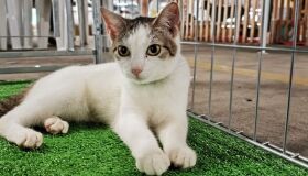 Shopping promove evento de adoção de pets neste domingo (12)