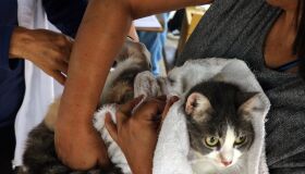 Recife realiza Pré-campanha Antirrábica em todos os finais de semana de outubro; confira locais