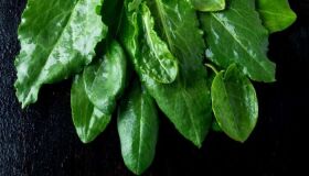 Produtos orgânicos são opções de alimentos saudáveis e sustentáveis