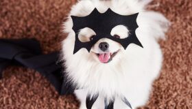 Halloween de Pet é atração gratuita no Plaza Casa Forte