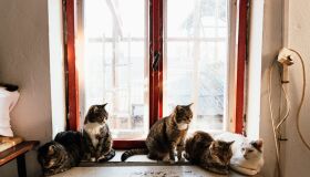 O que é considerado acúmulo de animais? Quando passa a ser maus-tratos? Entenda