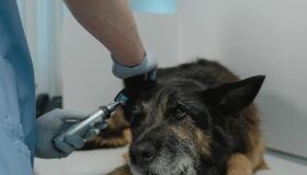 OAB garante descontos em planos de saúde pet em Pernambuco