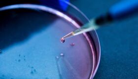 Embriões híbridos: a ciência pode tudo? 