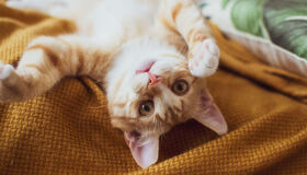 Dia do Gato é celebrado nesta segunda (17); confira cuidados de saúde e bem-estar para os felinos