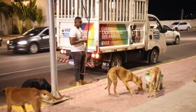Petrolina inicia projeto para ampliar castrações em animais em situação de rua