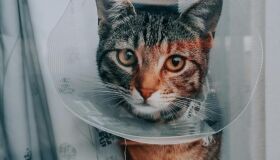 Governo de Pernambuco faz parceria com a UFRPE para oferecer castrações de cães e gatos