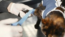 Captura, Esteriliza e Devolve: conheça o método CED, que atua no controle de pets vulneráveis