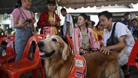 Cães farejadores tailandeses oferecem apoio emocional em Bangcoc