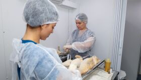 Petrolina promove castração e vacinação gratuitas de pets neste sábado (5); veja o que é necessário