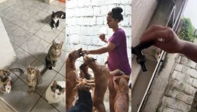 Abrigo de animais no Recife sofre com falta de água; fundadora faz apelo