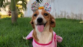 Feira de Adoção Pet será realizada nos dia 26 e 27 no município de Carpina