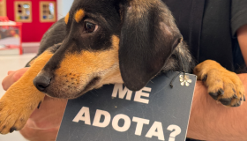 Galeria Carrefour promove adoção de cães e gatos de 12 a 26 de abril