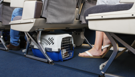 Aéreas podem se negar a embarcar animais de suporte emocional, diz STJ