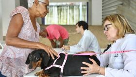 CãoPaz: vacinação antirrábica e atendimento veterinário no Compaz Miguel Arraes nesta terça (29)