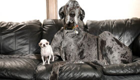 Maior e menor cão do mundo, de acordo com o Guinness, se encontram pela primeira vez