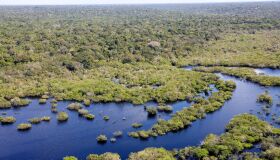 Amazônia: centro mundial de fármacos e estética. Ou um arrabalde?