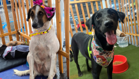 Galeria no Recife promove evento de adoção de pets neste sábado (24); veja detalhes